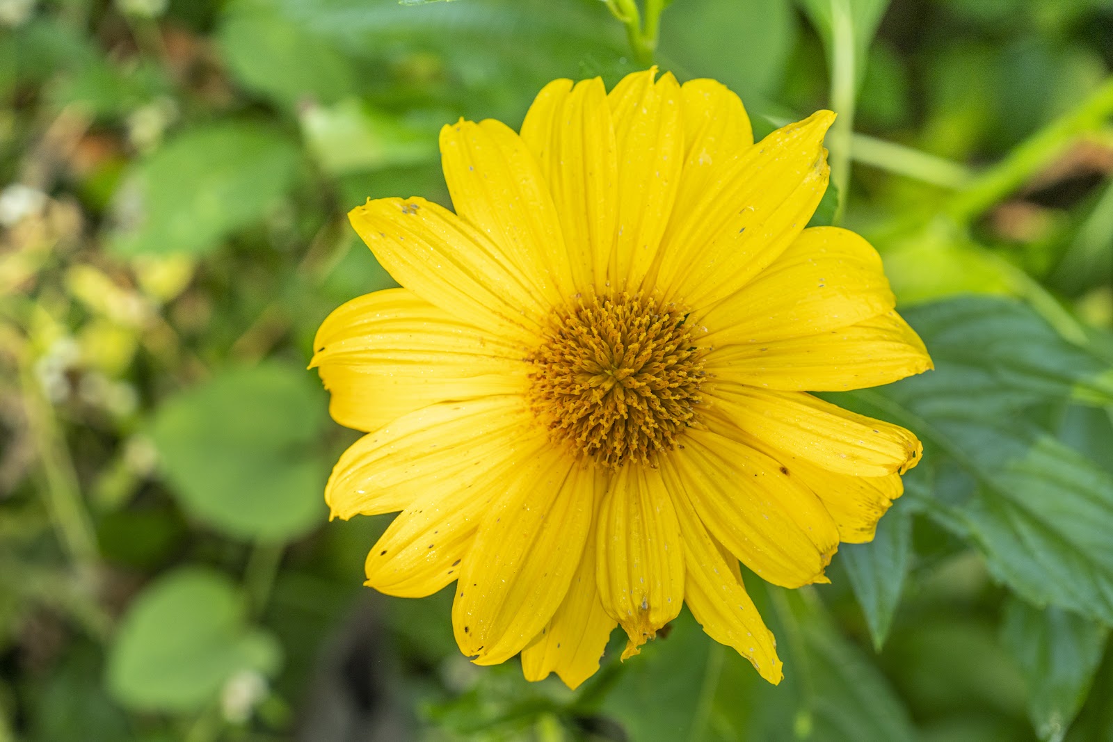 5 Mexican Sunflower Cuttings – Tithonia diversifolia – Unrooted Stems for Pollinator Gardens & Landscaping