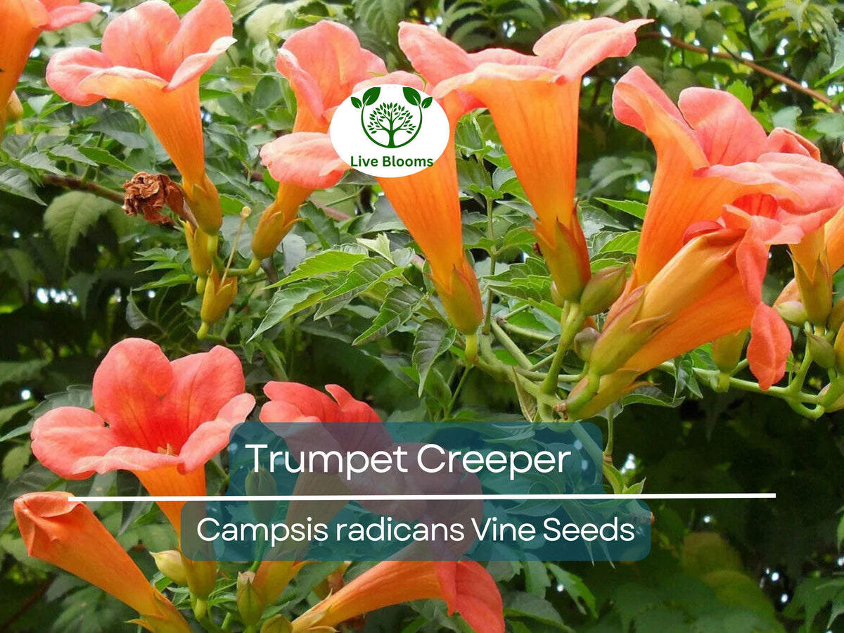Christmas Cactus Starter Plant - Miss Shimano - Schlumbergera Truncata - Well-Rooted Indoor Cactus for Holiday Decor