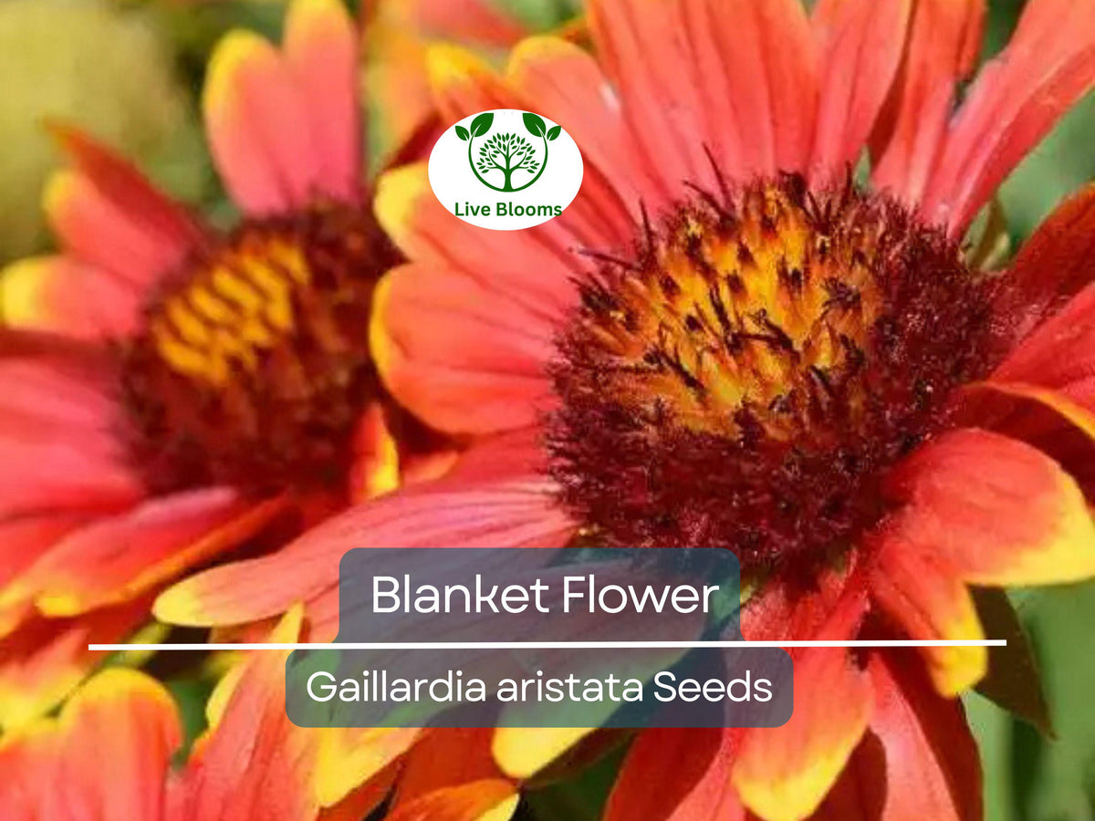 200 Seeds Blanket Flower Gaillardia aristata, Perennial Wildflower, Drought Tolerant, Non-GMO, Vibrant Blooms, Native Plant Seeds