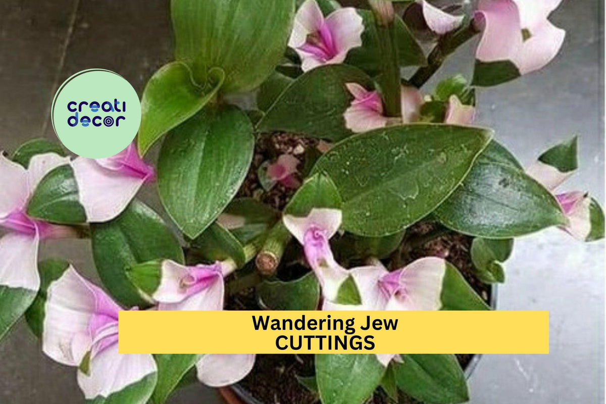 Christmas Cactus Starter Plant - Miss Shimano - Schlumbergera Truncata - Well-Rooted Indoor Cactus for Holiday Decor