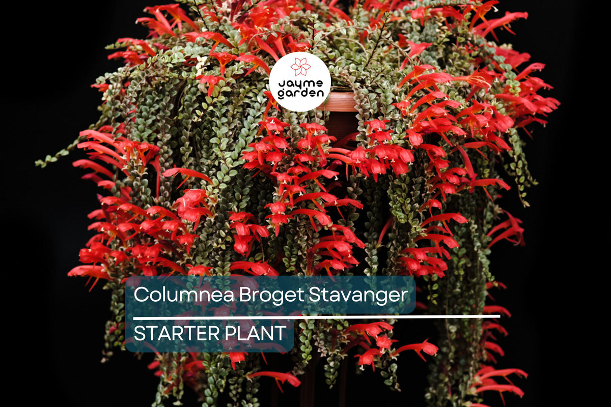 Christmas Cactus Starter Plant - Miss Shimano - Schlumbergera Truncata - Well-Rooted Indoor Cactus for Holiday Decor