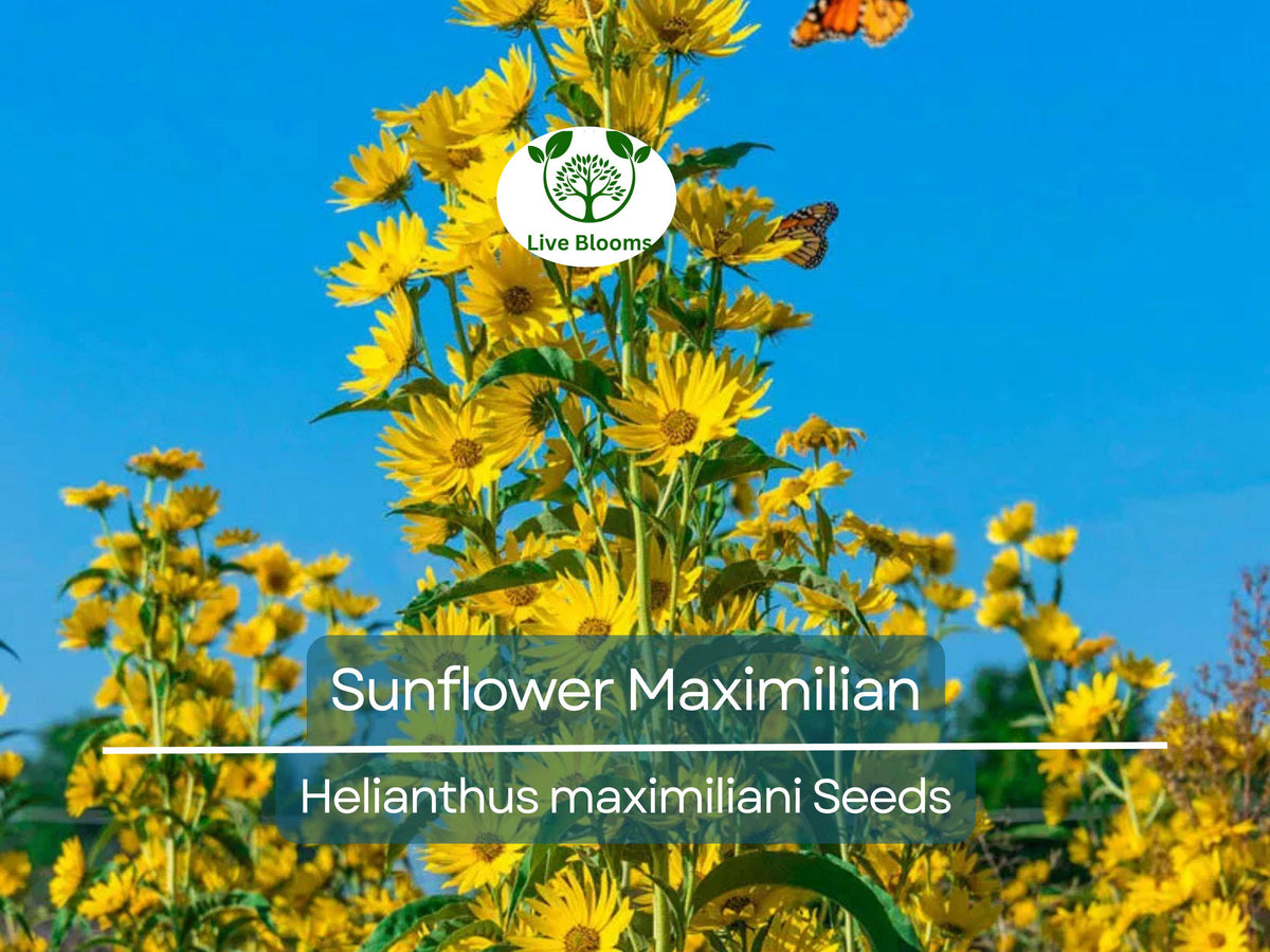 100 Non-GMO Seeds Maximilian Sunflower Helianthus maximiliani | Perennial Yellow Flowers for Garden & Wildlife Attraction