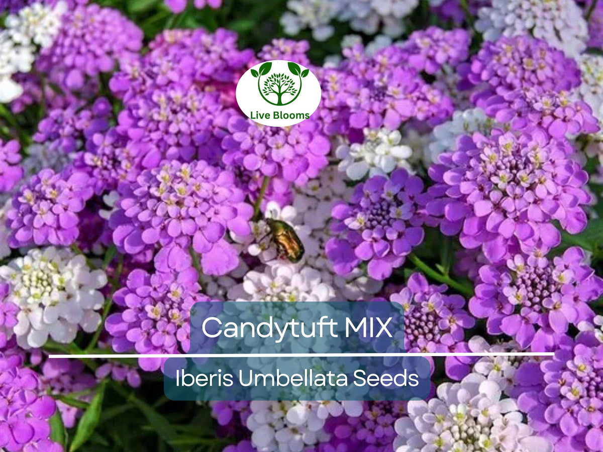 1000 Candytuft Seeds, Mixed Colors, Iberis Umbellata, Fragrant Ground Cover, Non-GMO, Hardy Perennial, Pollinator-Friendly