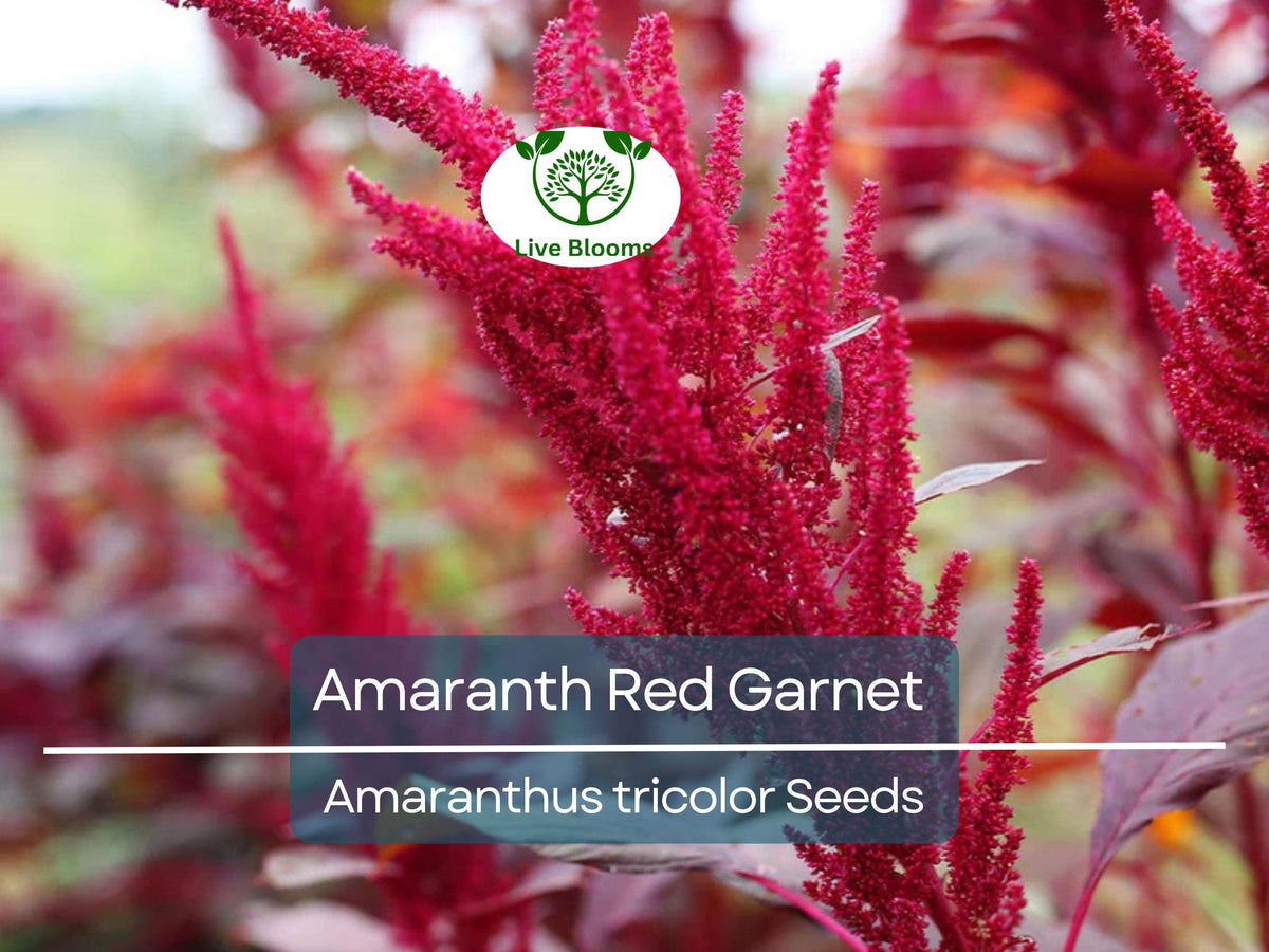 750 Amaranth Seeds Red Garnet | Non-GMO Edible Microgreens & Grain | Amaranthus Tricolor Heirloom