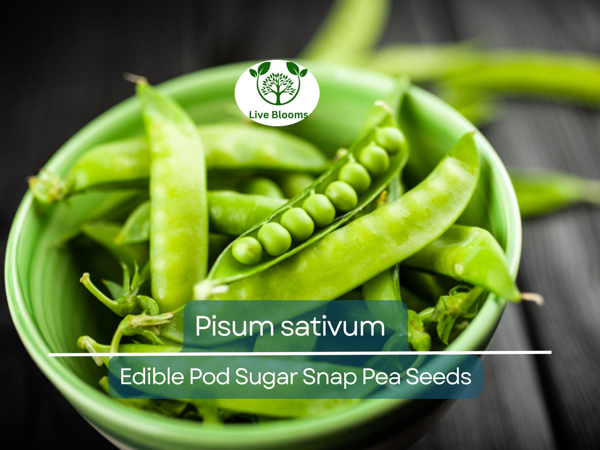 30 Seeds Sugar Snap Peas - Edible Pod Heirloom Variety (Pisum sativum) for Home Gardening, Sweet Crunchy Harvests