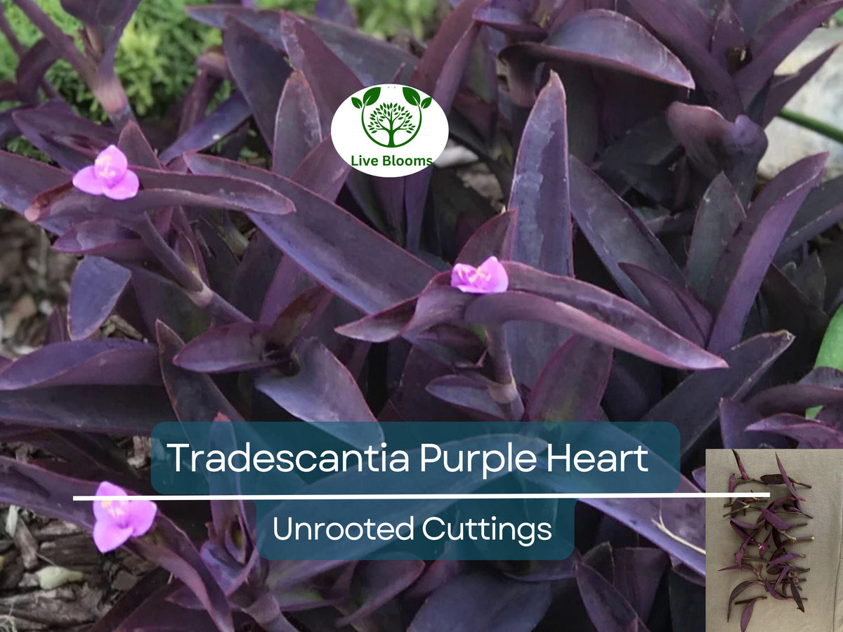 Butterfly Weed Plants - 5 Bare Root Asclepias Tuberosa - Monarch Attracting Perennial - Organically Grown in Appalachians