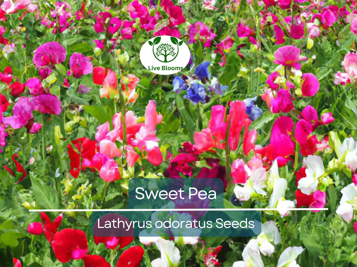 50 Sweet Pea Vine Seeds | Royal Family Flower Garden Mix | Fragrant Climbing Vines | Colorful Blooms | Easy to Grow