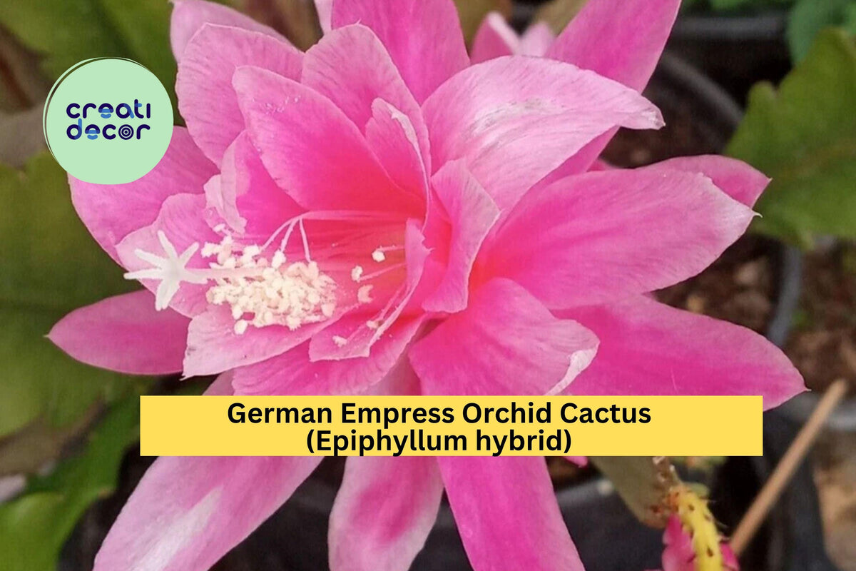 Christmas Cactus Starter Plant - Miss Shimano - Schlumbergera Truncata - Well-Rooted Indoor Cactus for Holiday Decor