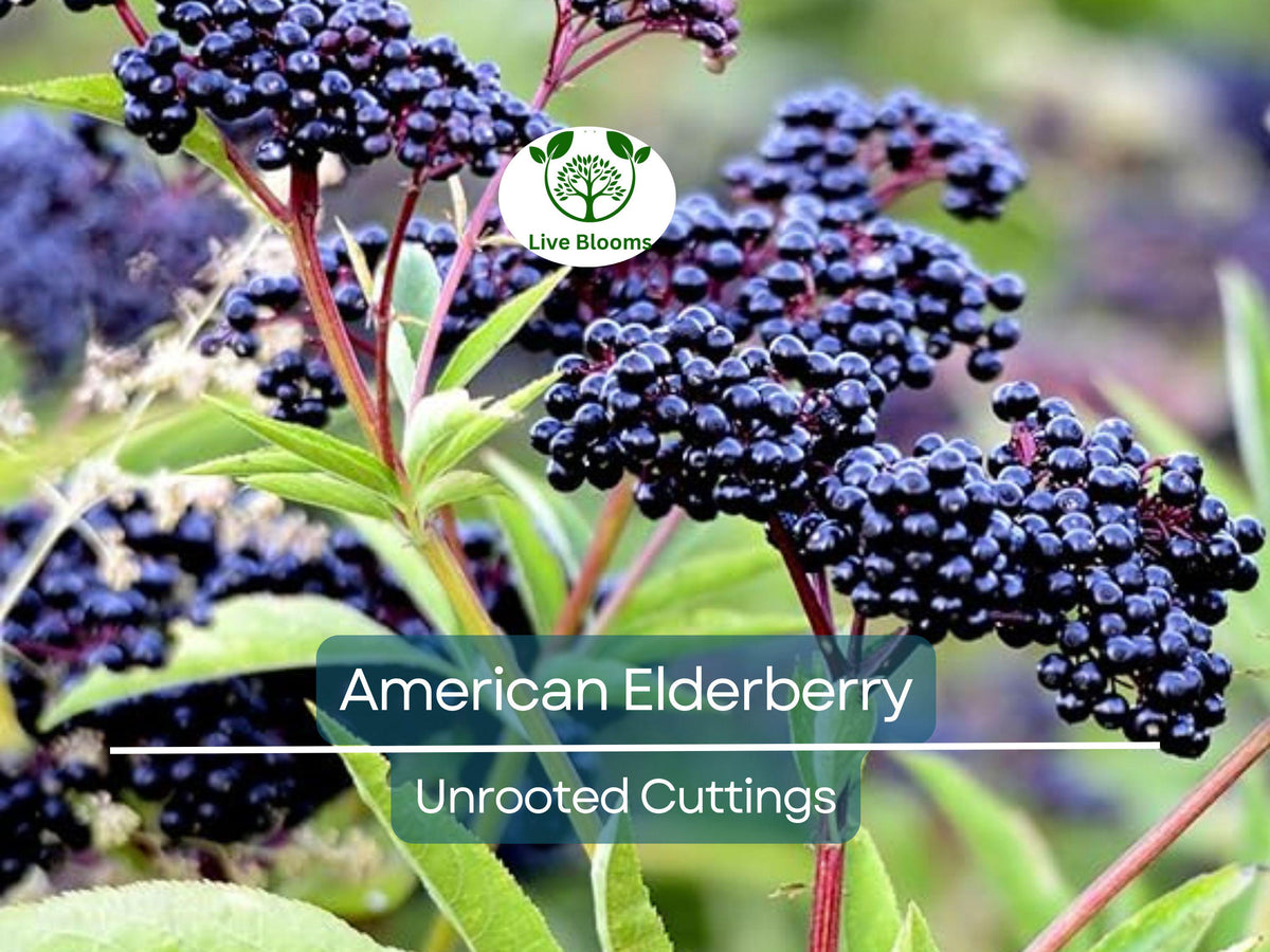 10 Unrooted Cuttings American Elderberry Sambucus Canadensis - Ideal for Home Garden Berries, Health, and Wildlife Attraction