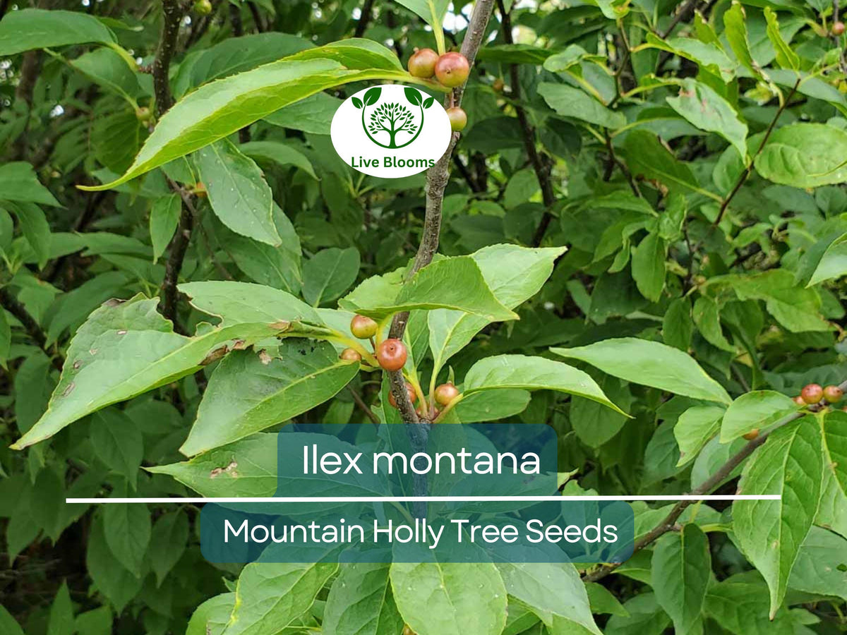 500 mg Seeds Ilex montana Mountain Holly - Native Deciduous Shrub for Wildlife, Gardens, and Landscaping