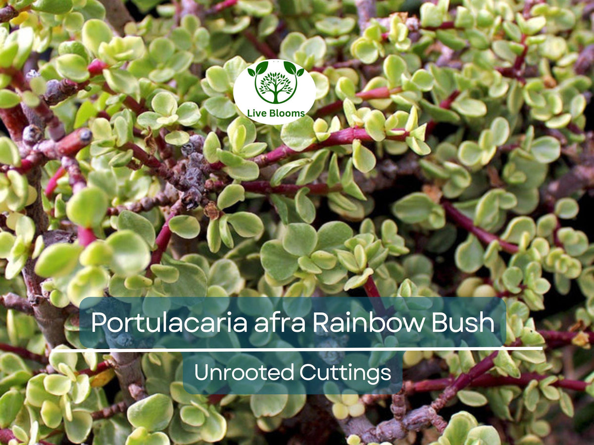 Ficus Tree Plant | Starter Plant | Cold Hardy Black Beers Fig | Ficus carica 'Beers Black' | Edible Ornamental Gardening