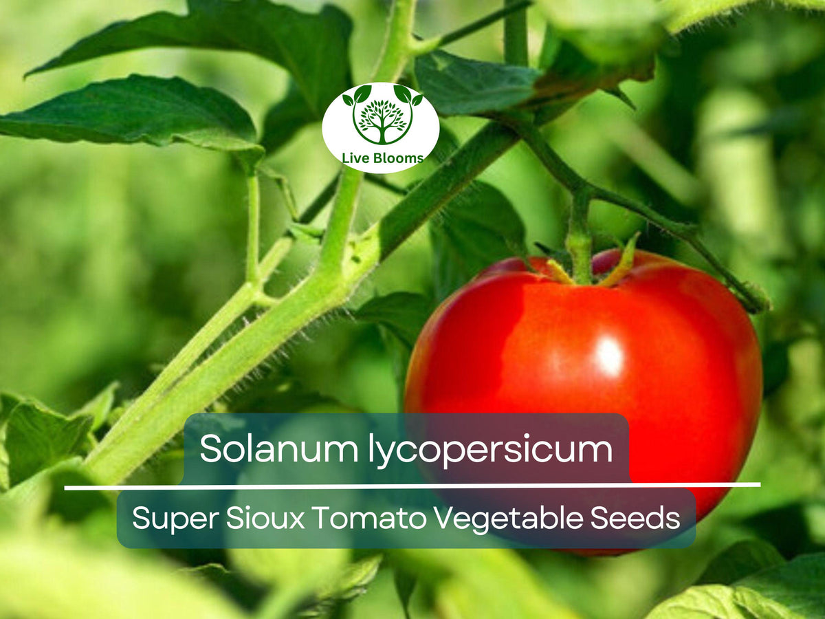Super Sioux Tomato Seeds 100 mg - Heat-Tolerant Variety (Solanum lycopersicum) for Home Gardening & Planting