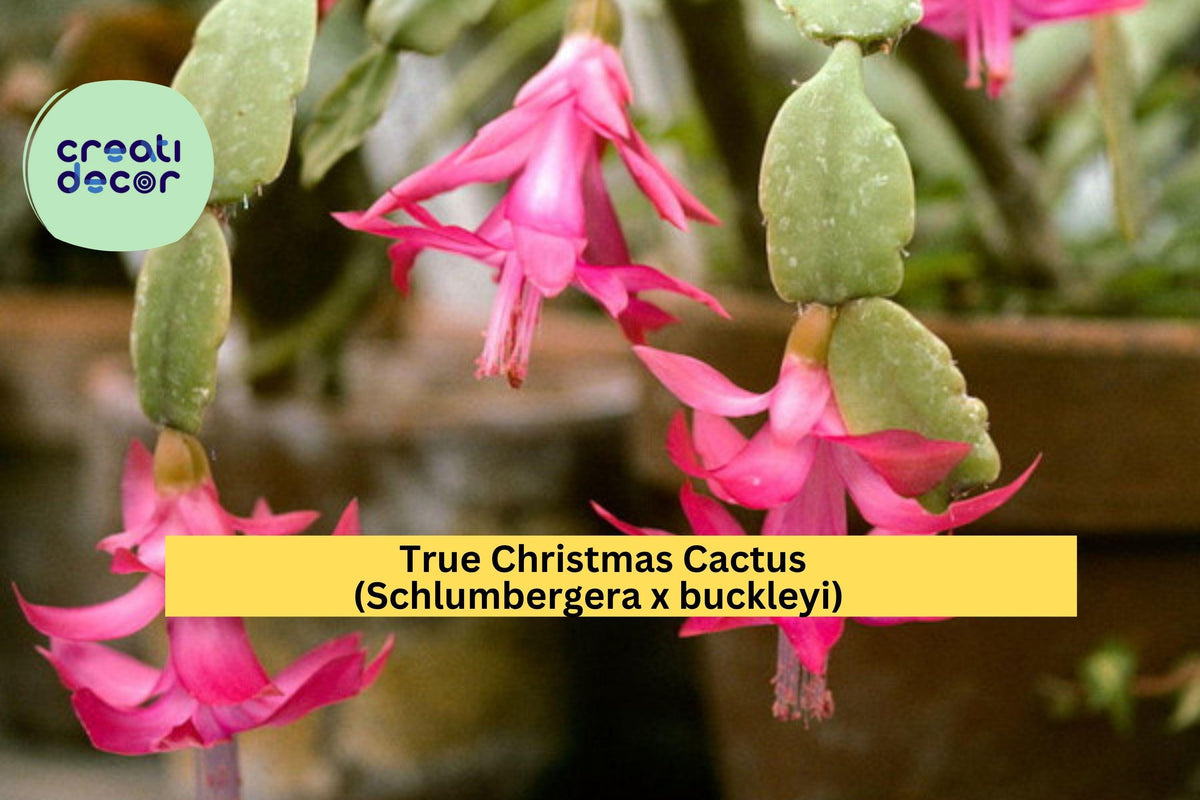 Christmas Cactus Starter Plant - Miss Shimano - Schlumbergera Truncata - Well-Rooted Indoor Cactus for Holiday Decor