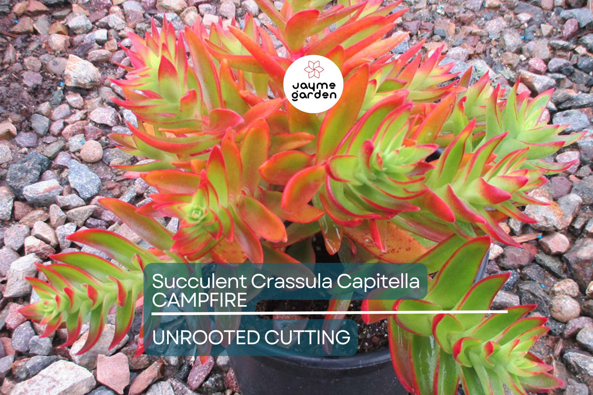 Christmas Cactus Starter Plant - Miss Shimano - Schlumbergera Truncata - Well-Rooted Indoor Cactus for Holiday Decor