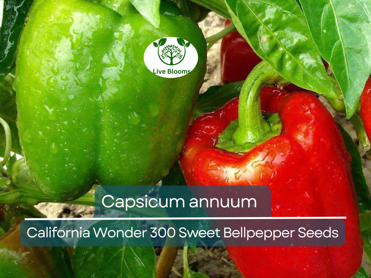 30 Seeds California Wonder 300 Sweet Bellpepper - Capsicum annuum Heirloom for Planting, Fresh Garden Harvests, High Yield