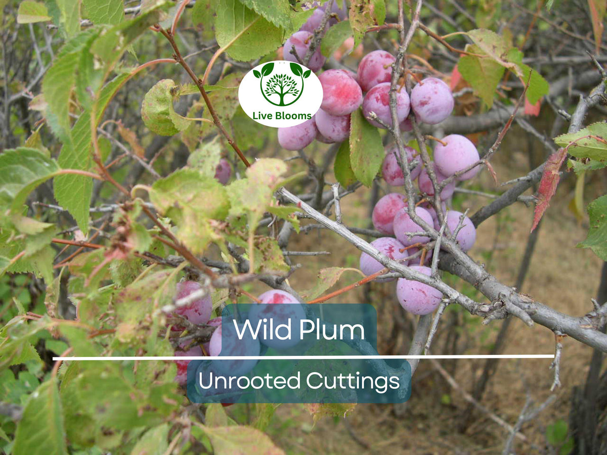 Nannyberry Viburnum Bush 12"-14" Live Bare Root Plant (Viburnum lentago) - Wildlife Garden Shrub with Creamy White Flowers