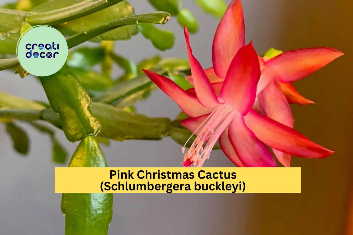 Christmas Cactus Starter Plant - Miss Shimano - Schlumbergera Truncata - Well-Rooted Indoor Cactus for Holiday Decor