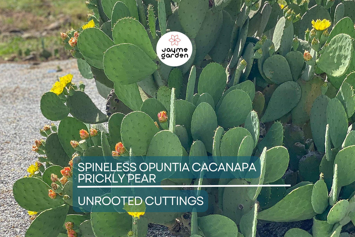 Christmas Cactus Starter Plant - Miss Shimano - Schlumbergera Truncata - Well-Rooted Indoor Cactus for Holiday Decor