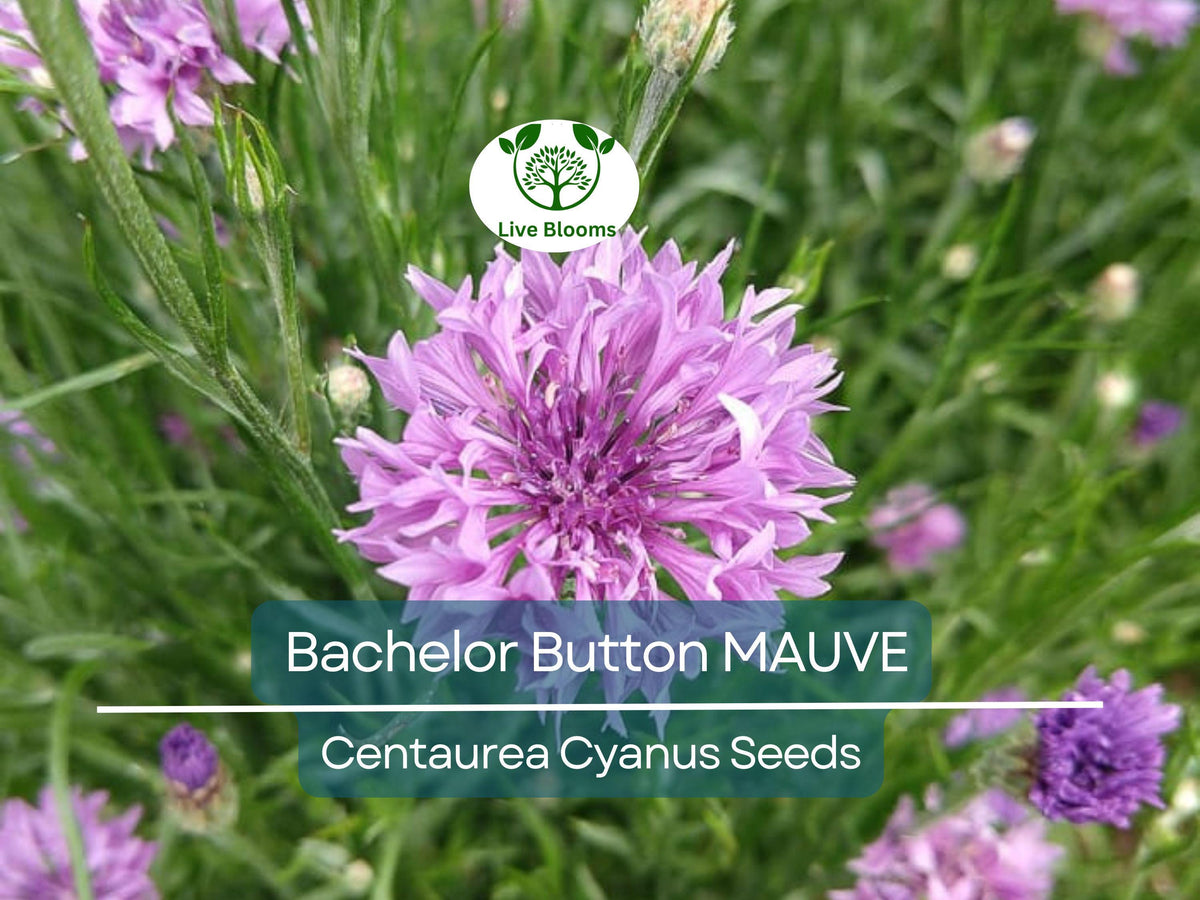 200 Seeds Cornflower Seeds MAUVE Heirloom Flowers Centaurea Cyanus Non-GMO Easy to Grow Garden Seeds