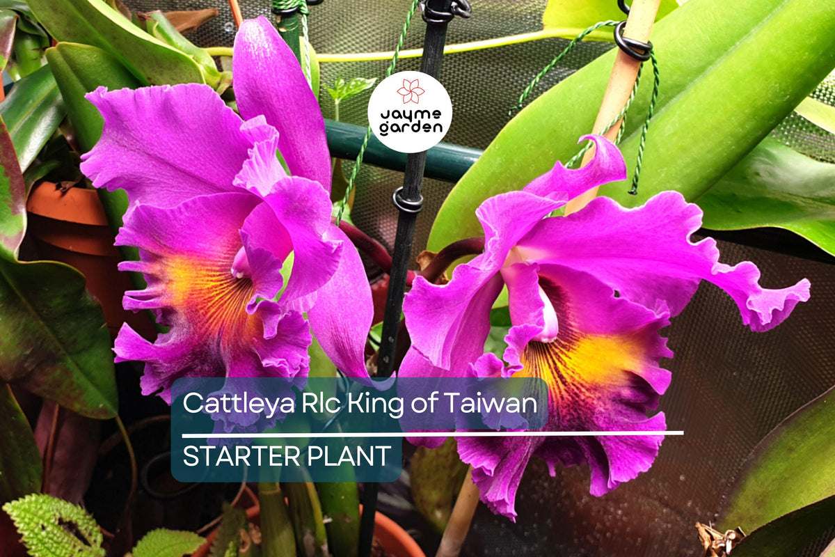 Christmas Cactus Starter Plant - Miss Shimano - Schlumbergera Truncata - Well-Rooted Indoor Cactus for Holiday Decor