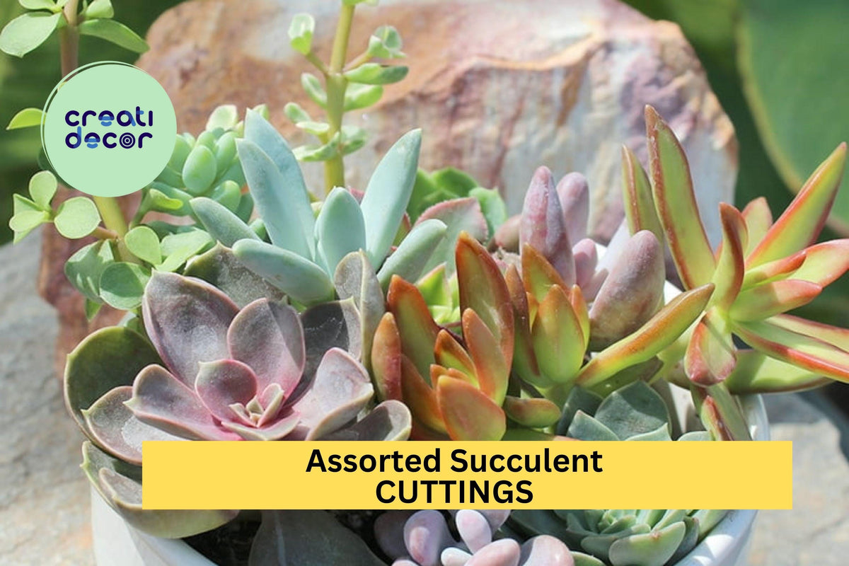Christmas Cactus Starter Plant - Miss Shimano - Schlumbergera Truncata - Well-Rooted Indoor Cactus for Holiday Decor