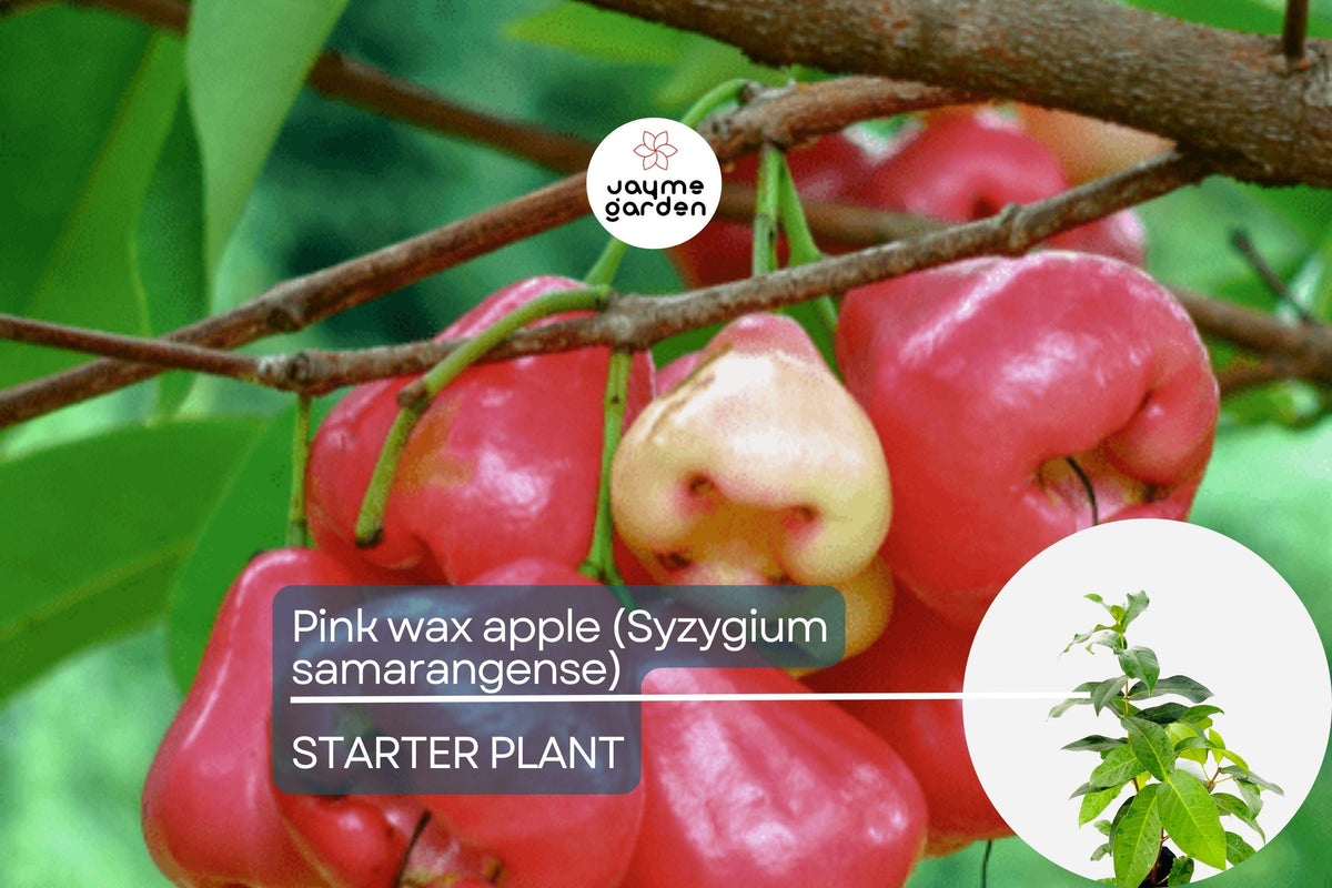 Christmas Cactus Starter Plant - Miss Shimano - Schlumbergera Truncata - Well-Rooted Indoor Cactus for Holiday Decor