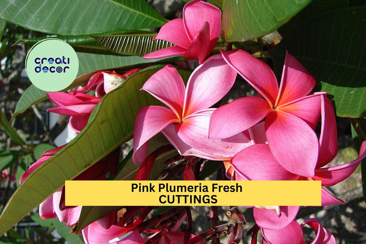 Christmas Cactus Starter Plant - Miss Shimano - Schlumbergera Truncata - Well-Rooted Indoor Cactus for Holiday Decor