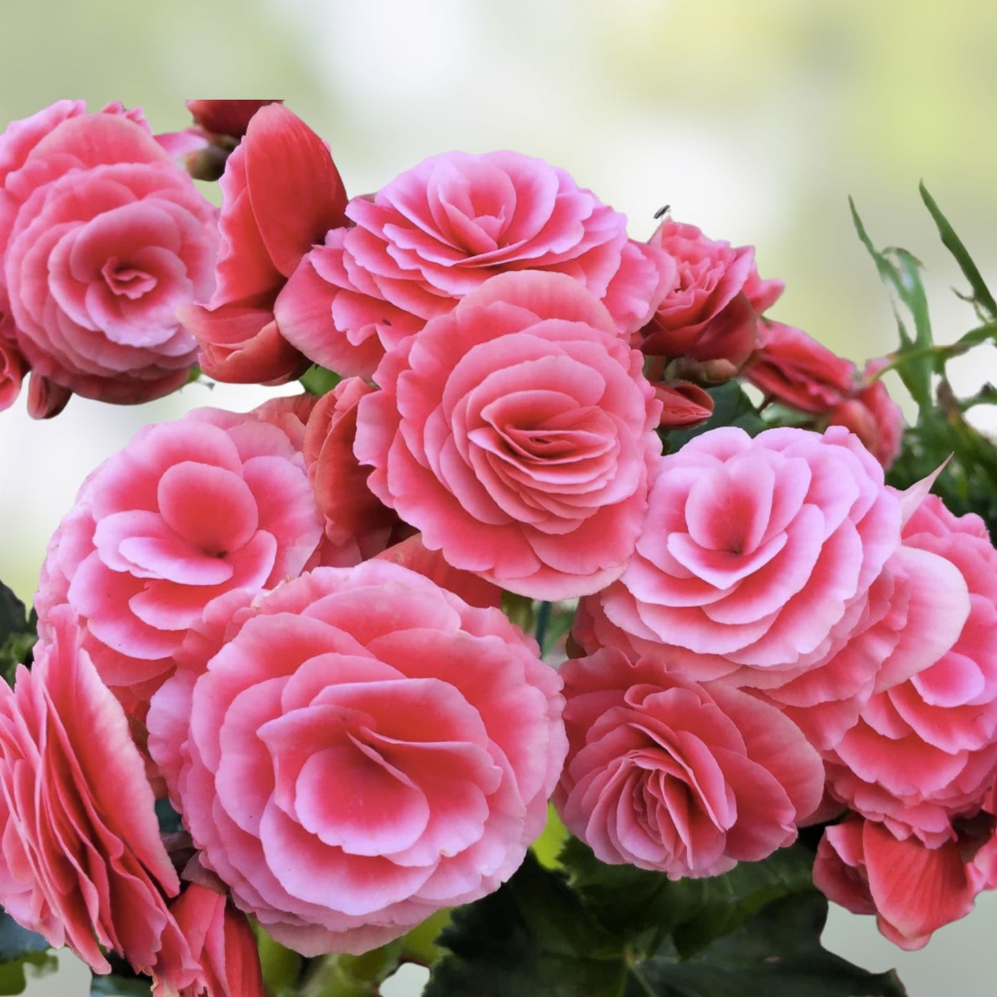 Pink Charm Begonia Seeds - 45 or 125 Count - Pink Flower Seeds - Begonia x tuberhybrida
