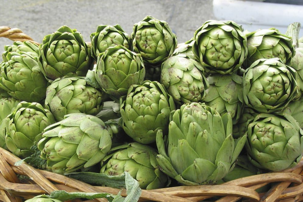 Green Globe Artichoke Seeds - 50+ Non-GMO Heirloom Seeds - Cynara scolymus - Perennial Vegetable for Home Gardens