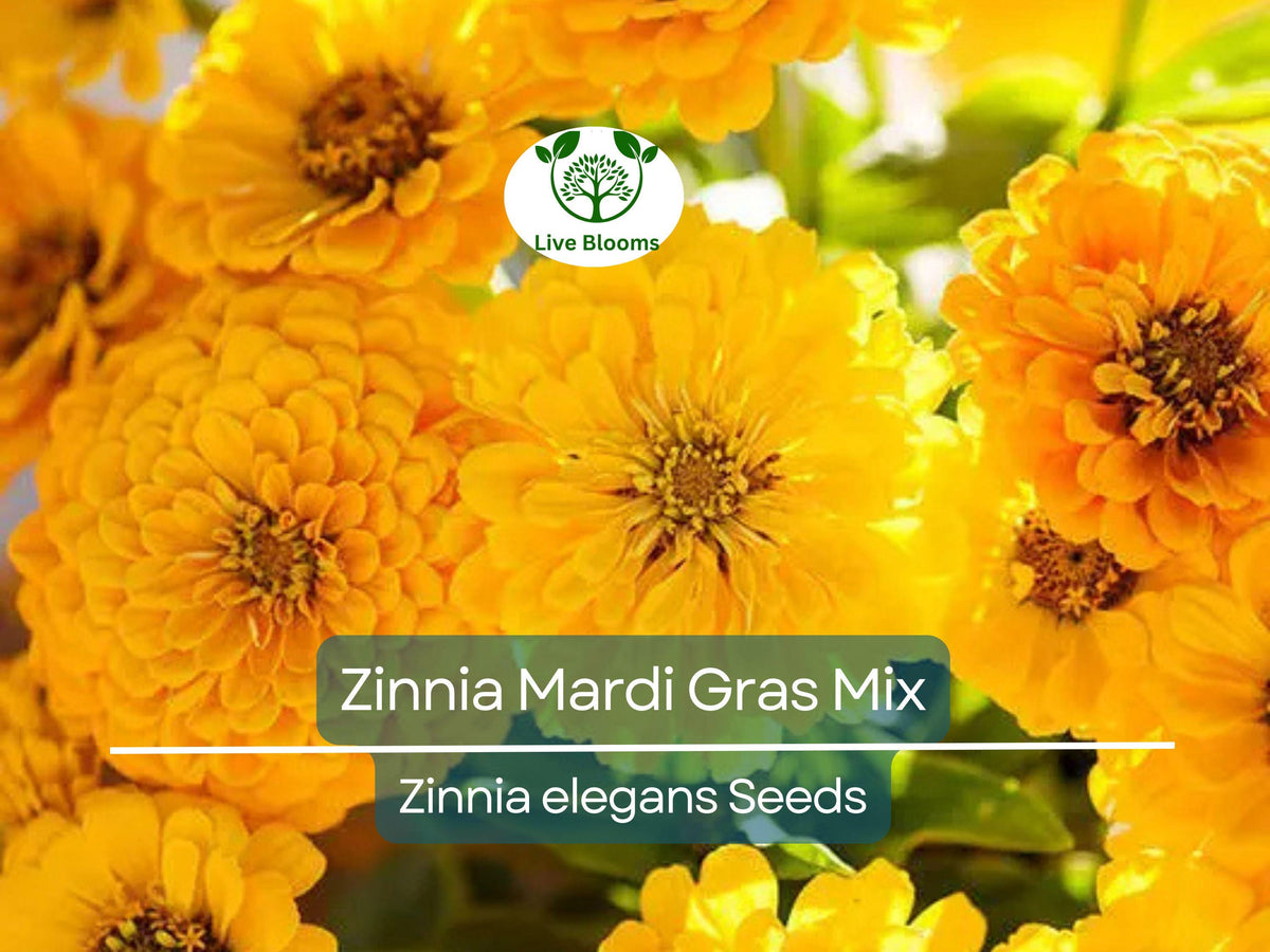 200 Zinnia Mardi Gras Mix Seeds - Non-GMO Vibrant Flowers for Pollinators & Butterflies | Zinnia elegans