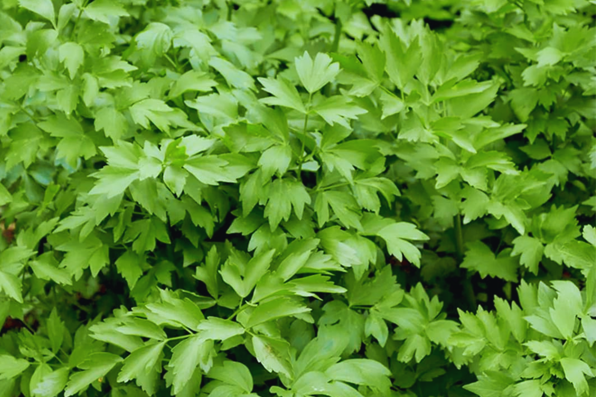 Lovage Seeds | Non-GMO Heirloom | Culinary & Medicinal Herb | Levisticum officinale Fresh Garden Seeds