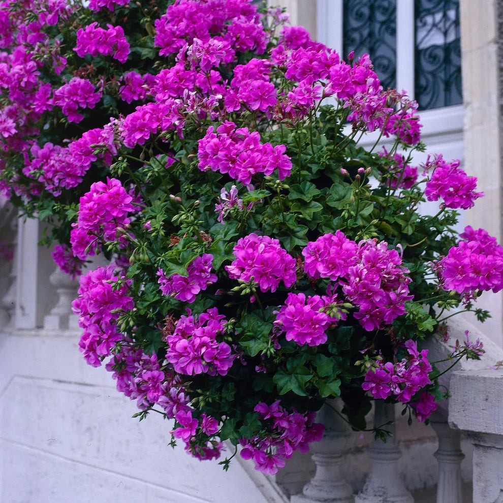 6 Purple Pelargonium Regal Geranium Cuttings | Martha Washington | 6" Live Starter Plants | Vibrant Fancy Flowers