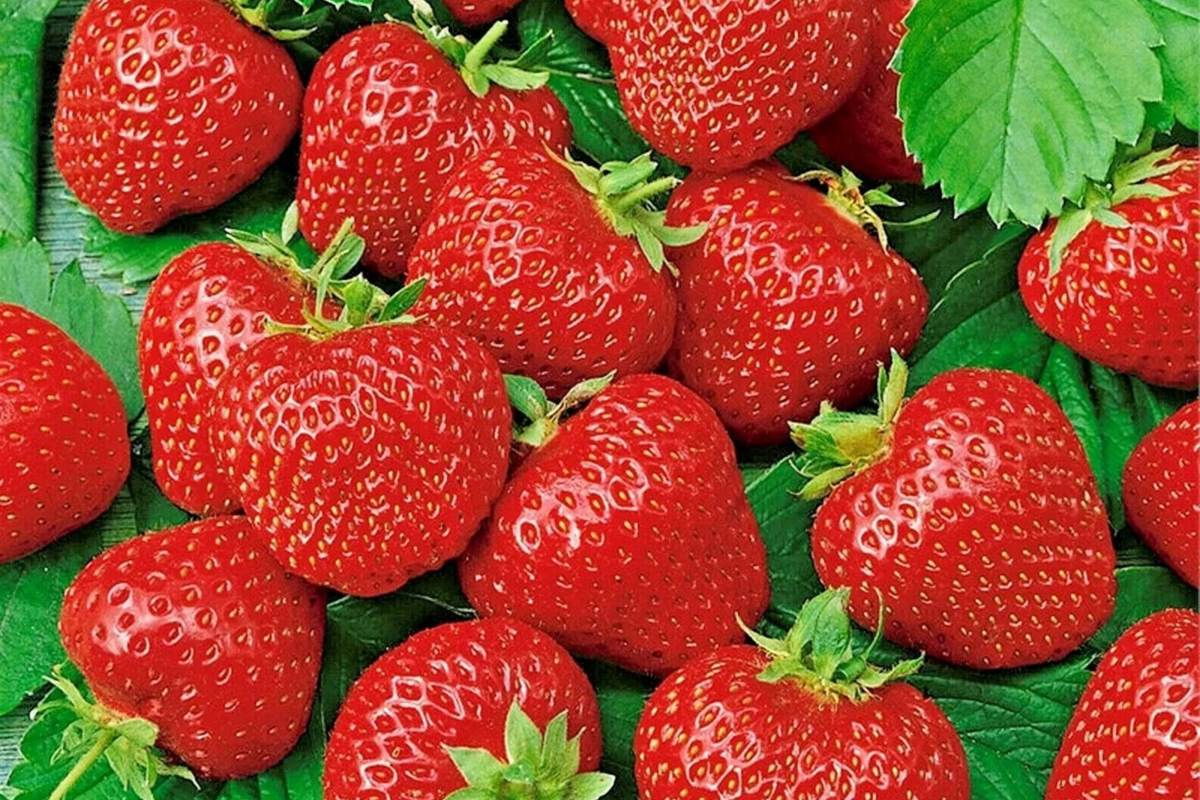 Ruby Brite Strawberry Seeds - 150 Non-GMO Seeds - Fragaria × ananassa - Sweet Red Berries for Home Gardens and Containers