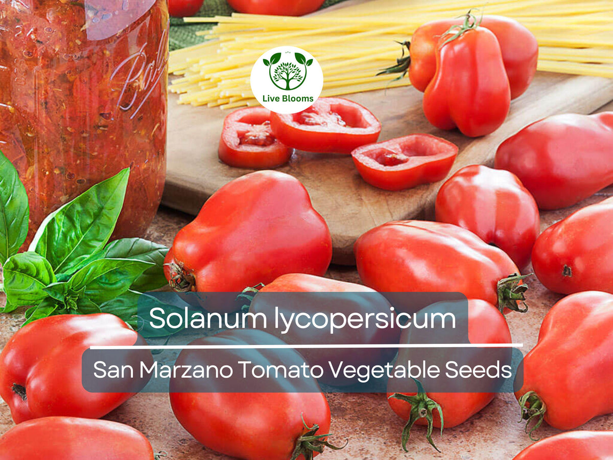 San Marzano Tomato Seeds 100 mg | Heirloom Italian Paste Variety | Solanum lycopersicum | Ideal for Sauces & Canning