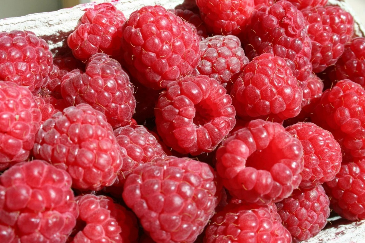 Starling Raspberry Seeds - 125 Non-GMO Fruit Seeds - Rubus idaeus - Bulk Gardening Seeds for Home Gardeners and Berry Enthusiasts