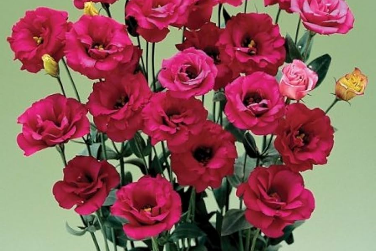 Raspberry Dalliance Lisianthus Seeds | Non-GMO Heirloom | Eustoma grandiflorum | 125-5000 Seeds for Vibrant Blooms