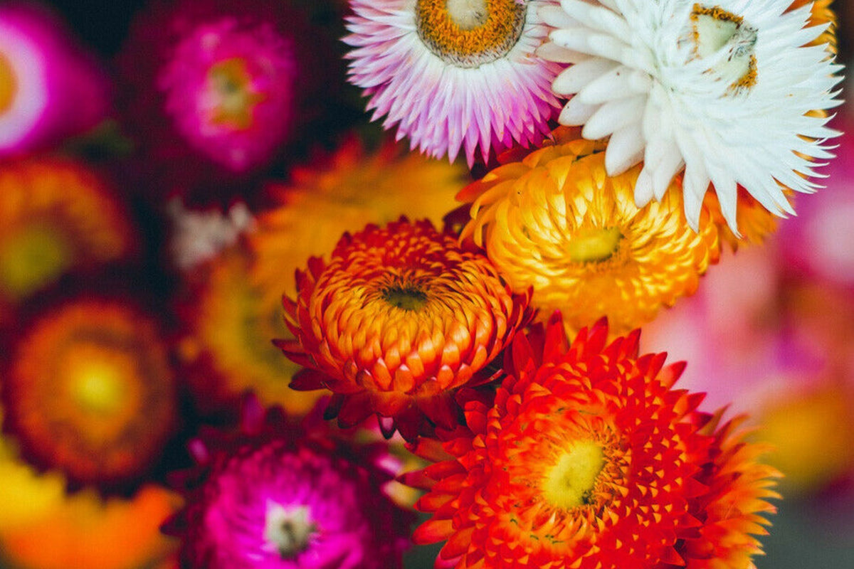 Swiss Giant Mix Strawflower Seeds | Vibrant Colors | Helichrysum bracteatum | Everlasting Cut & Dried Flowers | Heat Tolerant