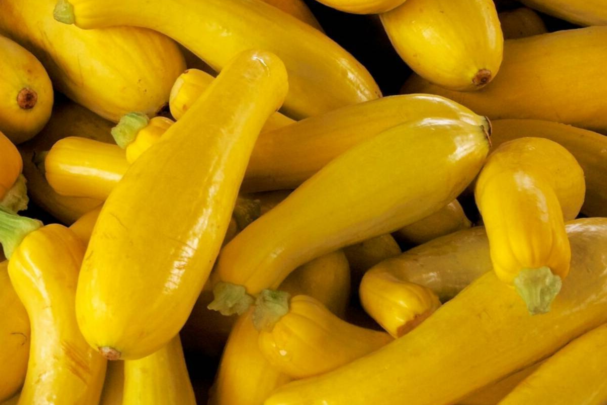 Straightneck Squash Seeds - Non-GMO Heirloom - Cucurbita pepo - 20 Seeds - Fresh Garden Seeds USA