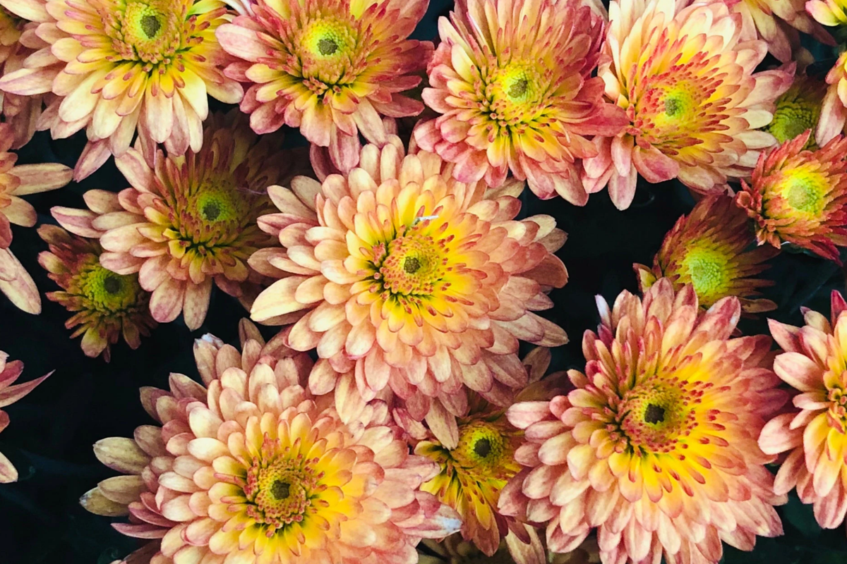 Chrysanthemum Seeds - 200 Strawberry Butter Mum Seeds - Yellow Pink Blooms - Chrysanthemum morifolium - Garden Plants