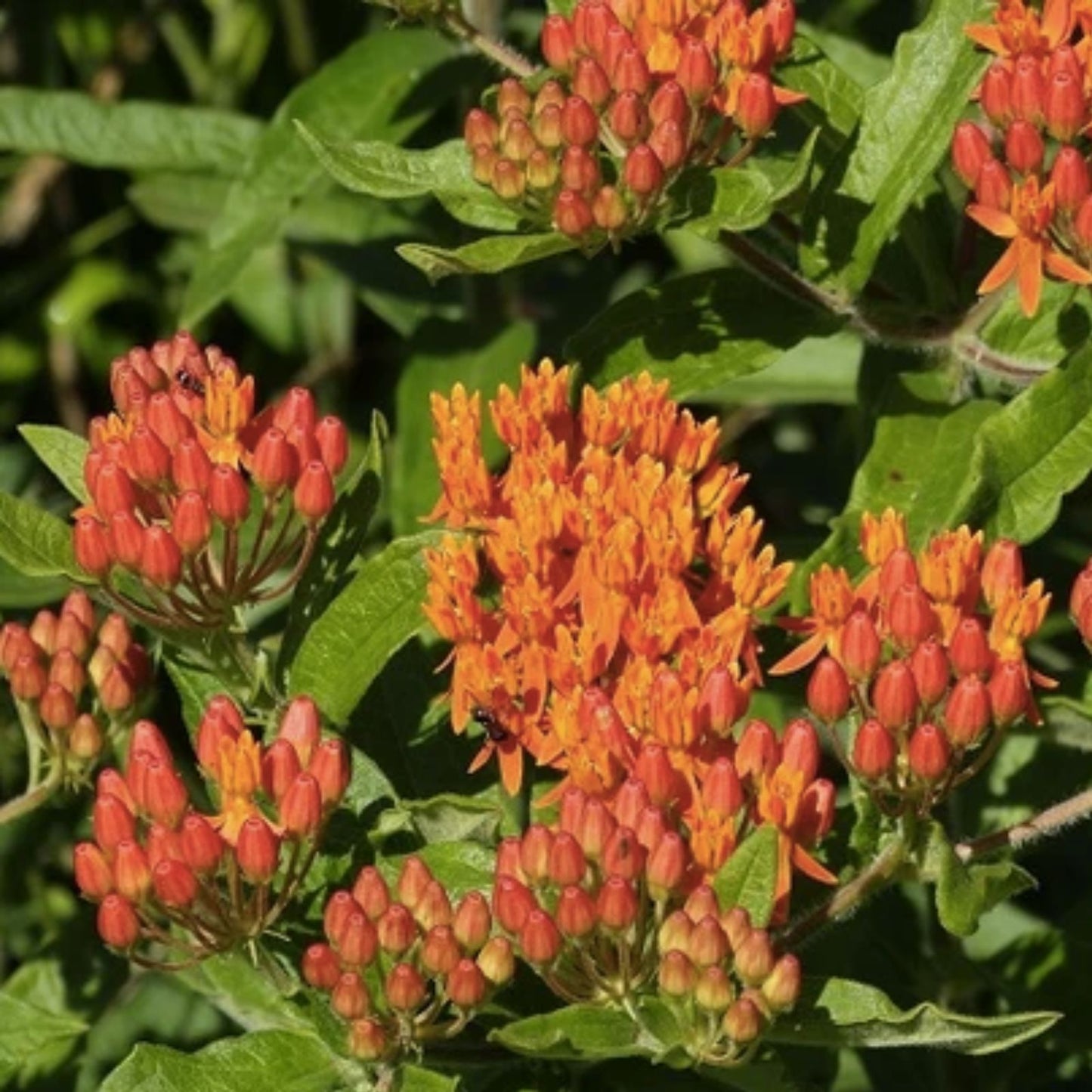 Butterfly Weed Seeds - Orange Milkweed - Pleurisy Root - Asclepias tuberosa - Pollinator-Friendly - FREE SHIPPING
