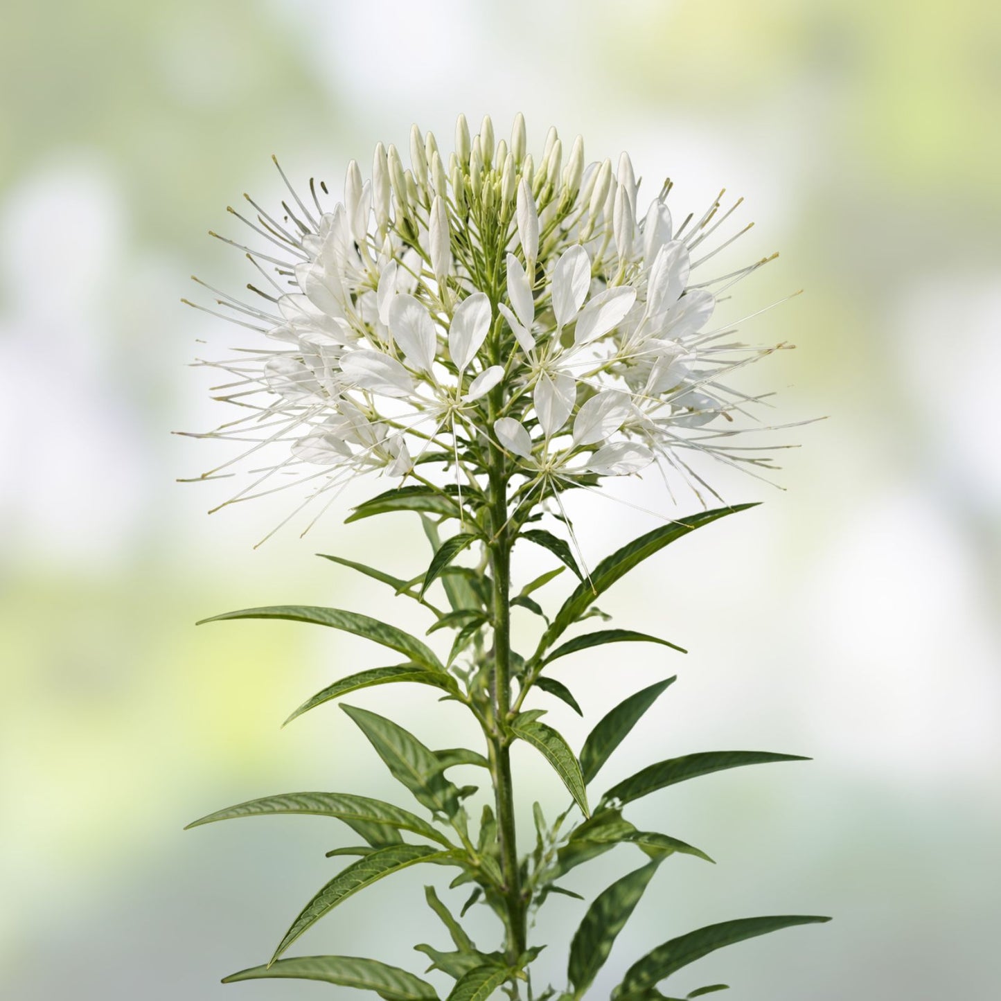 White Queen Cleome Seeds | 100-2,000 Non-GMO Seeds | Flowering Plant Seeds | Cleome hassleriana