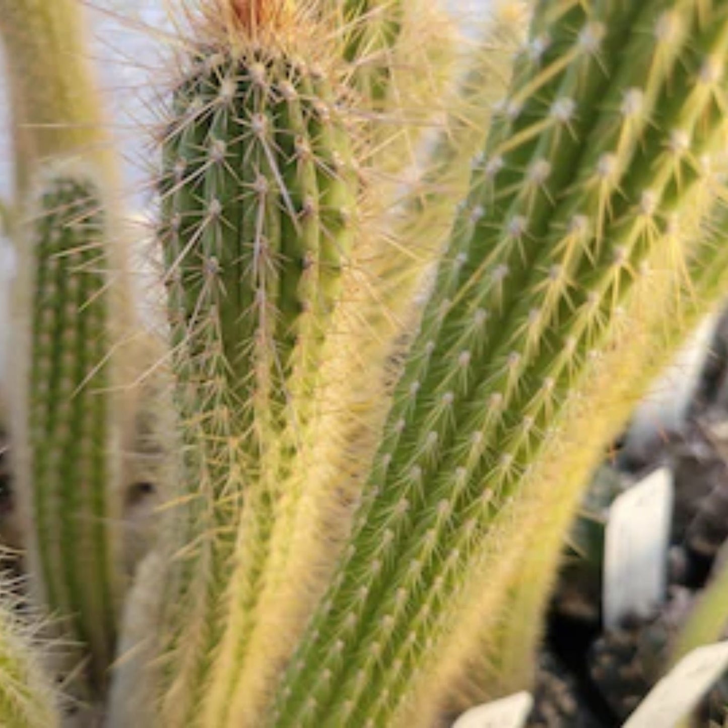 Cleistocactus brookeae ssp. vulpis-cauda | Unique Cactus Plant | Succulent Variety for Home Decor