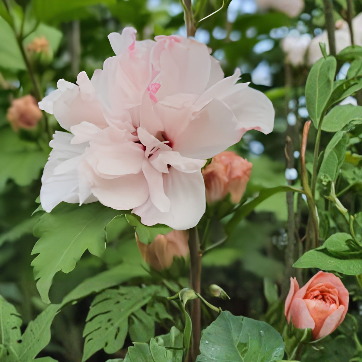 Live Plant Starter Double Rose of Sharon 1/2 to 1' Pink Flowering Hibiscus Althea (Hibiscus syriacus)