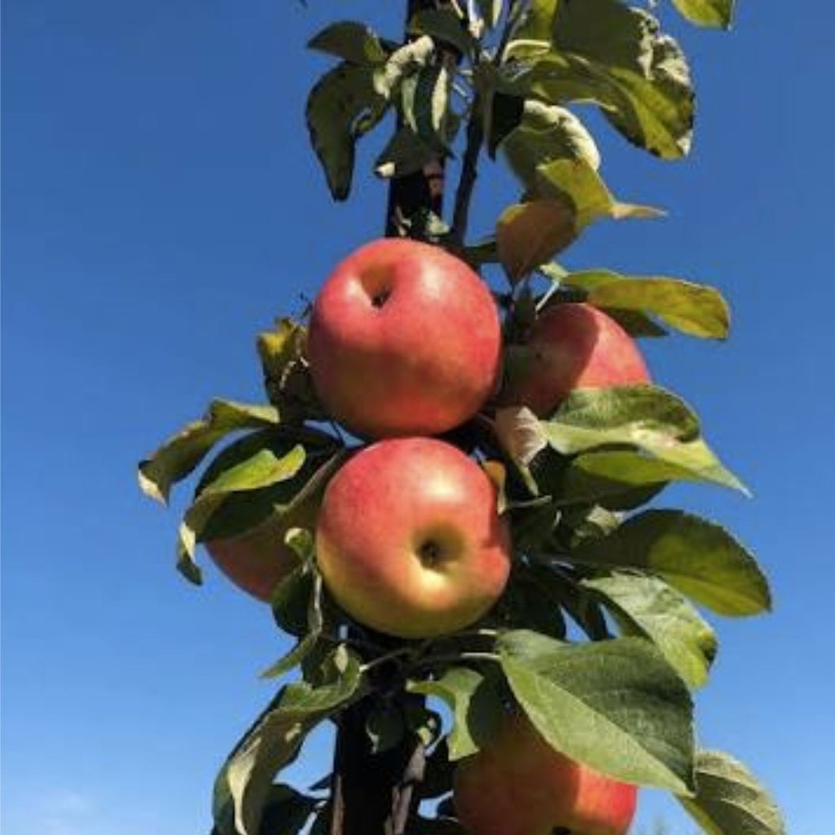 Honey Crisp Apple Trees - 1-2ft Tall Live Trees - Malus domestica 'Honeycrisp' - Sweet Tart Flavor - Perfect for Midwest Gardens