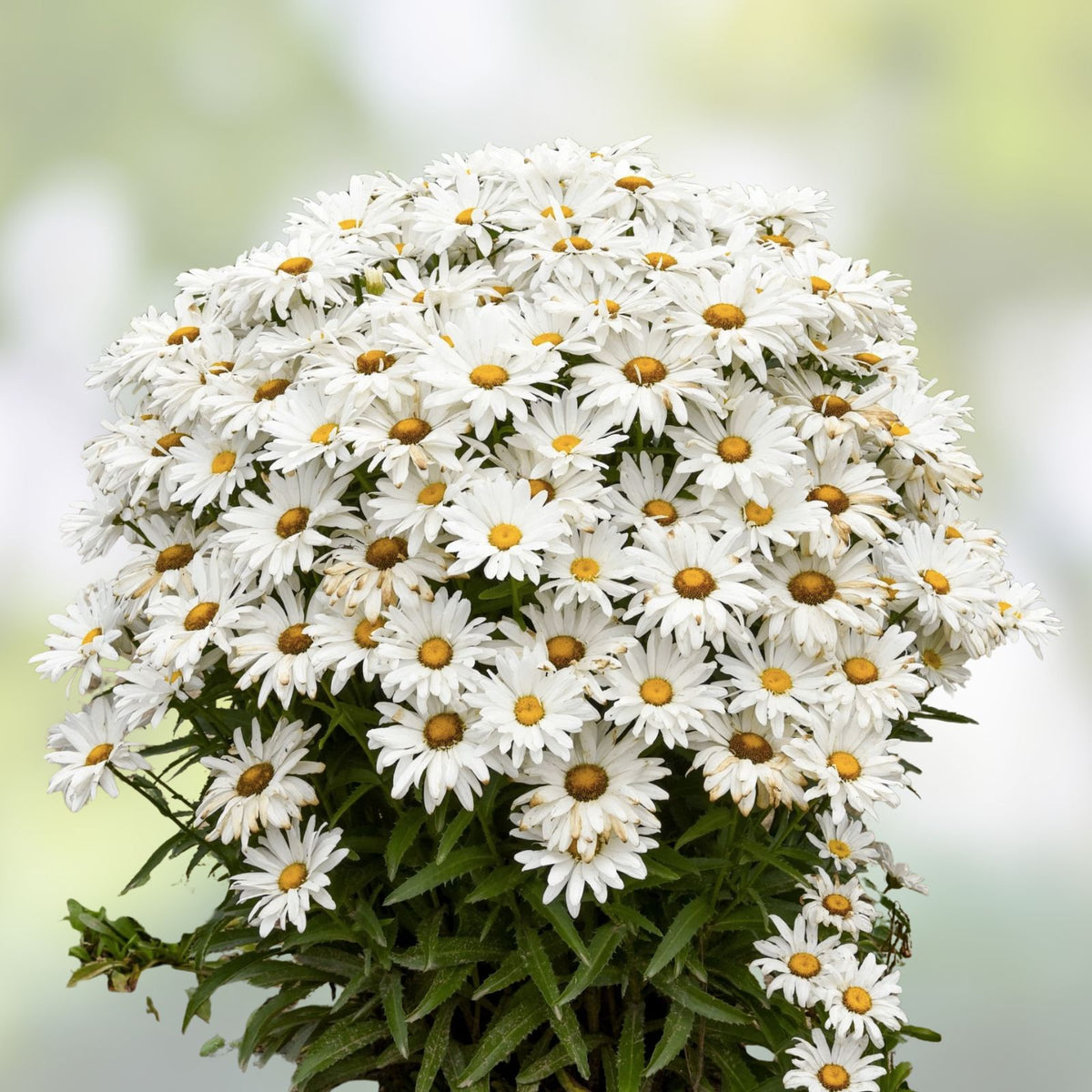 Shasta Daisy Seeds | Heirloom Non-GMO Flower Seeds | Leucanthemum superbum | Easy to Grow, Perennial Garden Flowers