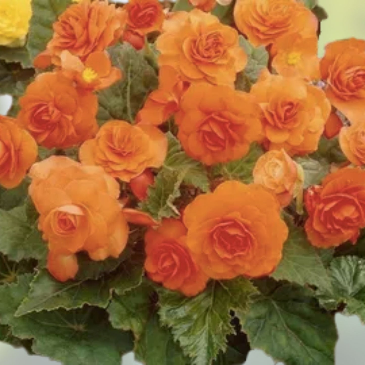 Tangy Twist Begonia - 45 Seeds Non-GMO Flower Seeds - Colorful Begonia (Begonia spp.)