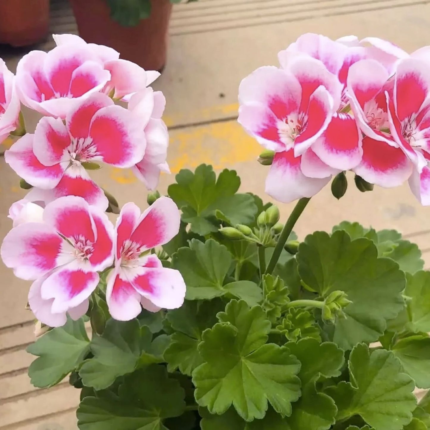 Geranium Seeds - 100+ Frosted Rose - Fragrant Non-GMO Flower Seeds - Pelargonium spp.