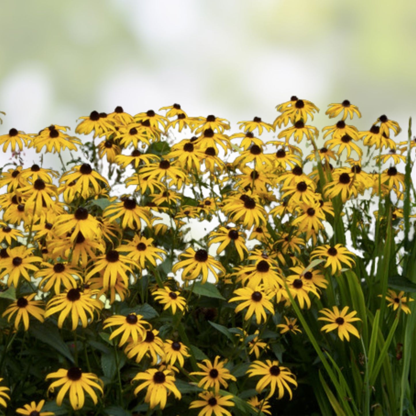 Rudbeckia Seeds - Spudnick Variety - 125+ Annual Flower Seeds for Garden - Black-eyed Susan (Rudbeckia hirta)