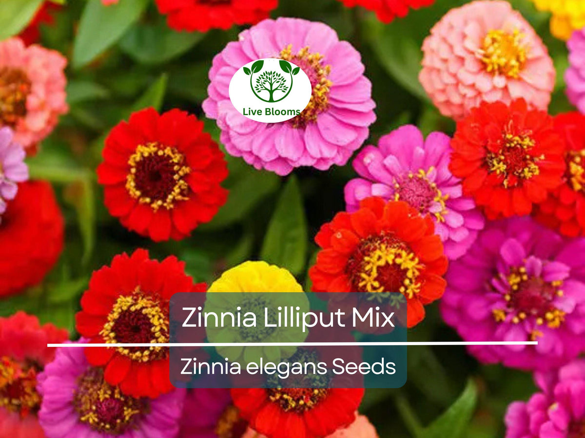 200 Seeds Zinnia Lilliput Mix Non-GMO Heirloom (Zinnia elegans) Compact Colorful Garden Flowers, Pollinator-Friendly