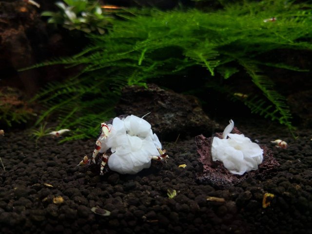 Anubias Barteri White Rose | Rare Live Aquarium Plant | Easy Care Freshwater Plant | Low Light Aquascape